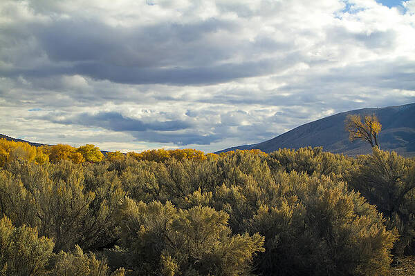 Wall Art featuring the photograph Fall Colors In Carson City, Nevada by Waterdancer