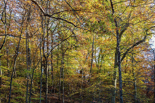Beautiful Photograph - Fall Colors Of Rock Creek Park by Ed Clark