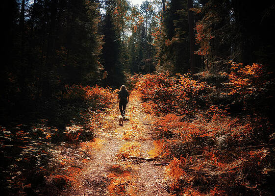 Wall Art featuring the photograph Fall Walk by Al Poullis