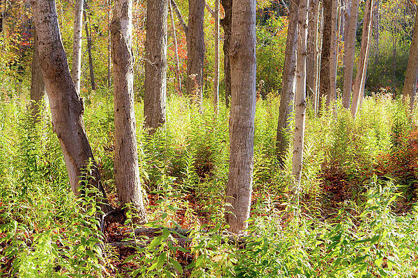 Fall Wall Art featuring the photograph Fall Woods by Steven David Roberts