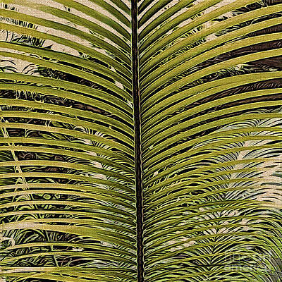 Tree Wall Art featuring the photograph Fanned by Onedayoneimage Photography