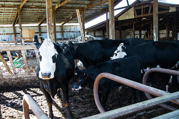 Farm Photograph - Farm Tour Guide by Tom Cochran