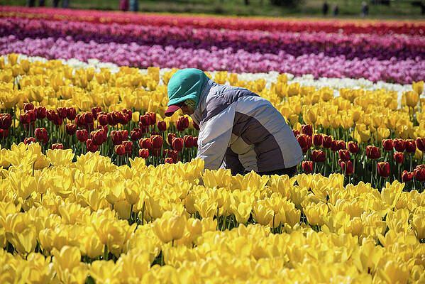 Farm Photograph - Farm Worker In Mt Vernon Tulip Field by Tom Cochran