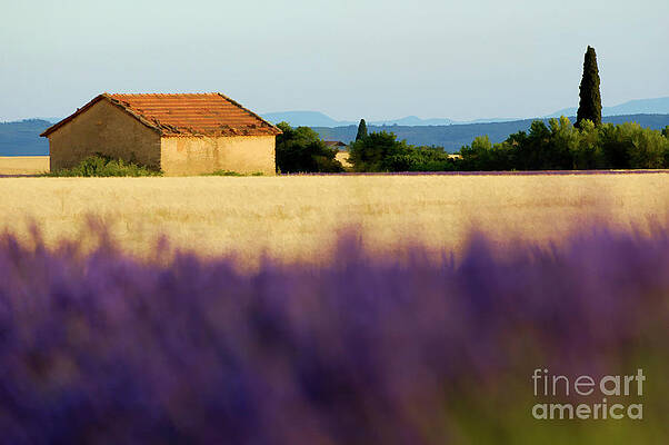 Landscape Photograph - Farmhouse In A Harvested Wheat Field Surrounded By Lavender Fields by Sami Sarkis Photography