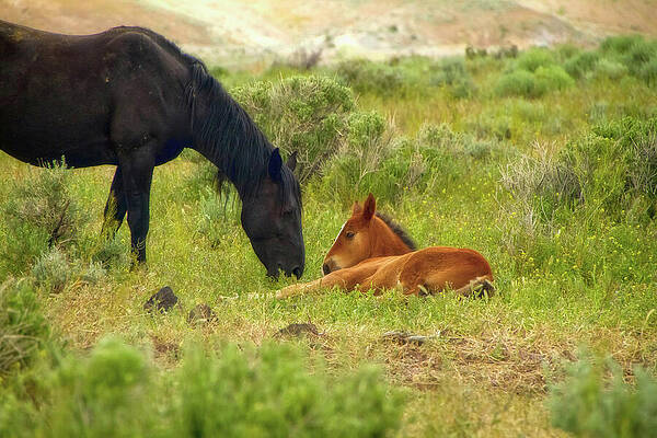 Wall Art featuring the photograph Black Wild Mustang Stallion And Sorrel Foal Grazing by Waterdancer