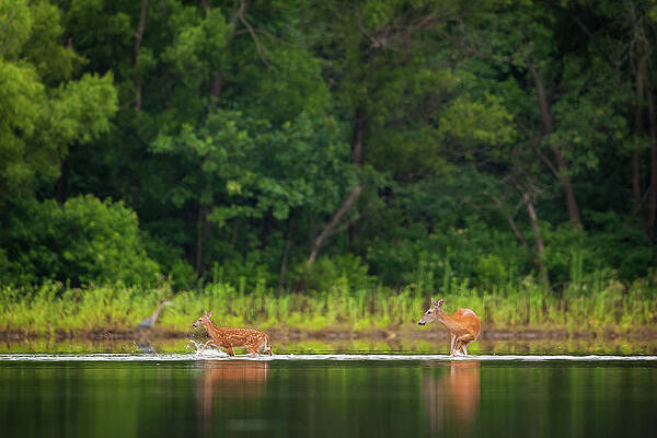 Wall Art featuring the photograph Fawn Splashing by Jeff Phillippi