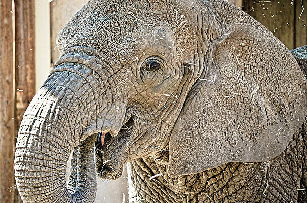 Nature Wall Art featuring the photograph Feeding Elephant by La Dolce Vita