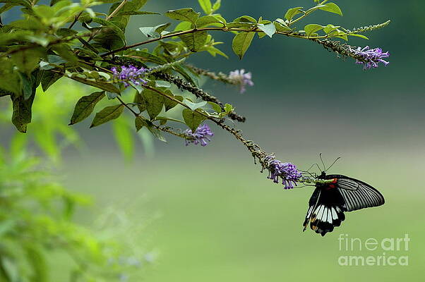 Animal Wall Art featuring the photograph Female Great Mormon Butterfly On A Branch by Sami Sarkis Photography