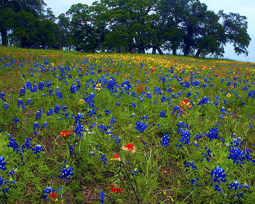Wall Art featuring the photograph Field Of Colors by Jim E Johnson