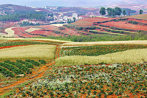 Wall Art featuring the photograph Fields Of The Redlands-1 by Marla Craven