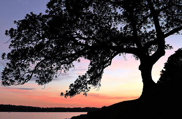 Sky Wall Art featuring the photograph Fig Tree Silhouette by Nicholas Blackwell