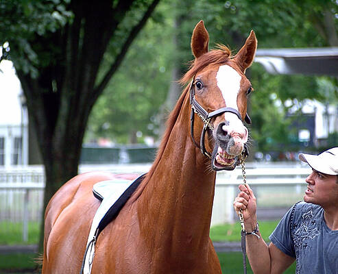 Wall Art featuring the photograph Fighter by Robert Newman
