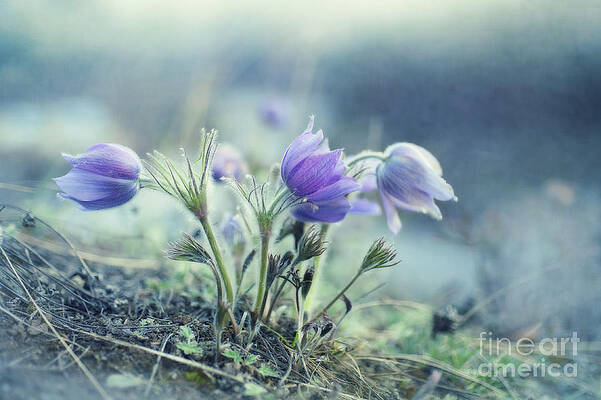 Pasque Flowers in Early Spring Wall Art