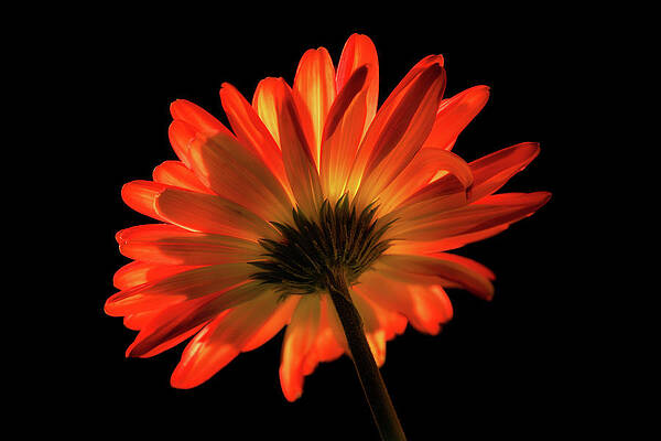 Radiant Orange Flower Photograph