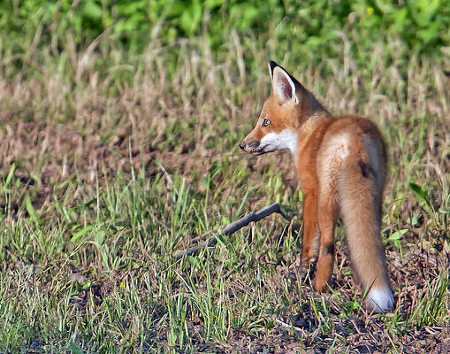 Photograph - First Outing by Jim E Johnson
