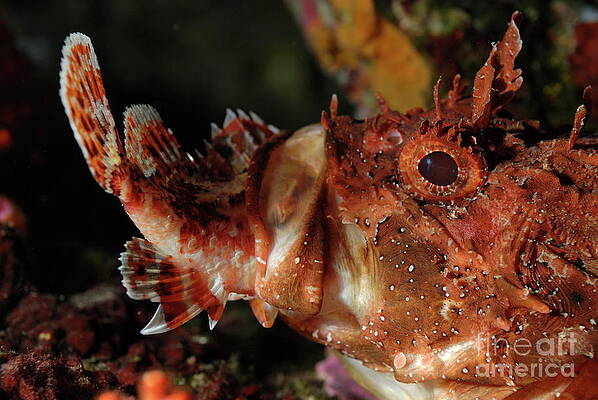 Outdoors Wall Art featuring the photograph Fish Eat Fish by Sami Sarkis Photography