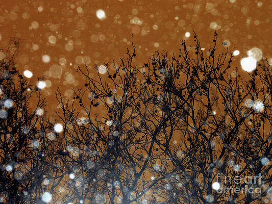 Tree Wall Art featuring the photograph Flakes In The Dark by Onedayoneimage Photography