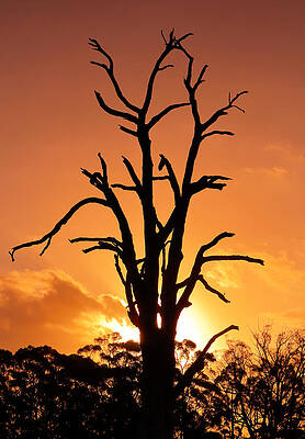 Country Wall Art featuring the photograph Flame Tree by Nicholas Blackwell