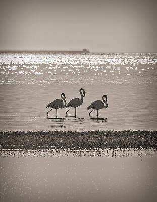 Nature Wall Art featuring the photograph Flamingo Trio - Walvis Bay, Namibia Photograph by Duane Miller