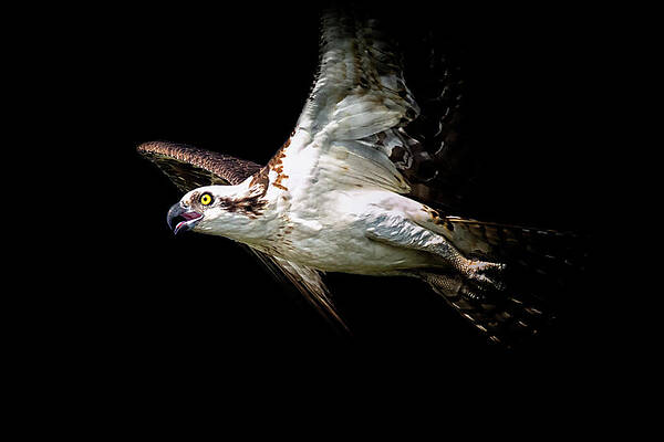 Wall Art featuring the photograph Flaps Up by Ghostwinds Photography