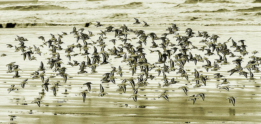 Sky Photograph - Flight by Mary Jo Allen