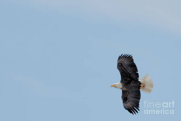 Winter Photograph - Flight Of The Eagle by Natural Focal Point Photography