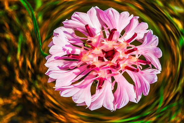 Painting - Floating In Time by Omaste Witkowski