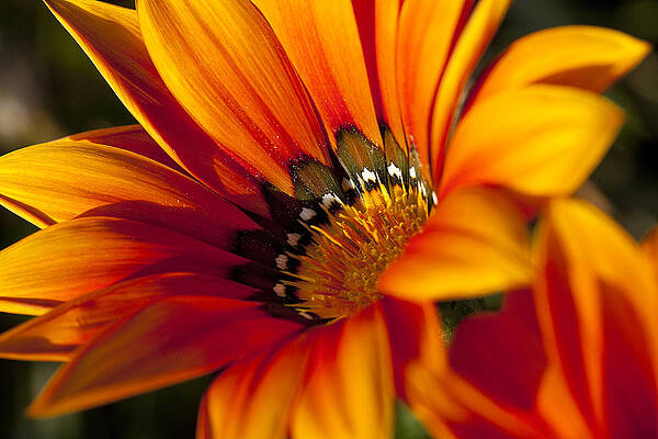 Green Wall Art featuring the photograph Flower Power by Kelley King