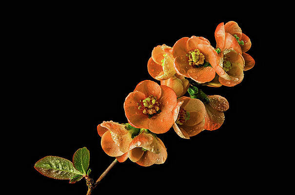 Flower Photograph - Flowering Quince Orange by Mary Jo Allen