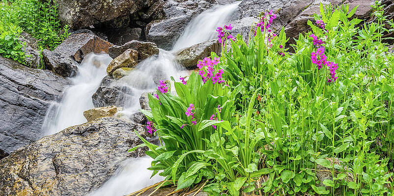 Color Wall Art featuring the photograph Flowers And Waterfalls - Pano by Jeff Stoddart