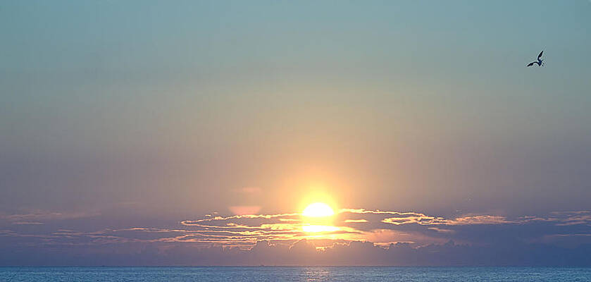 Photograph - Fly Over by Robert Newman