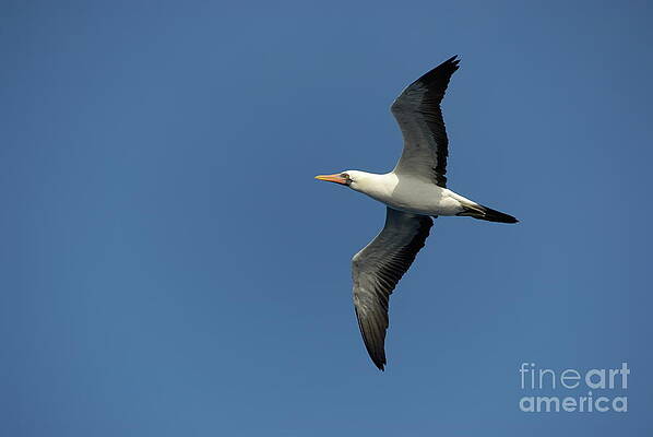 Wall Art featuring the photograph Flying Masked Booby In Flight by Sami Sarkis Photography