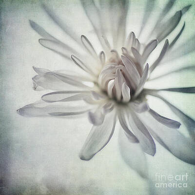 Delicate White Blossom Wall Art