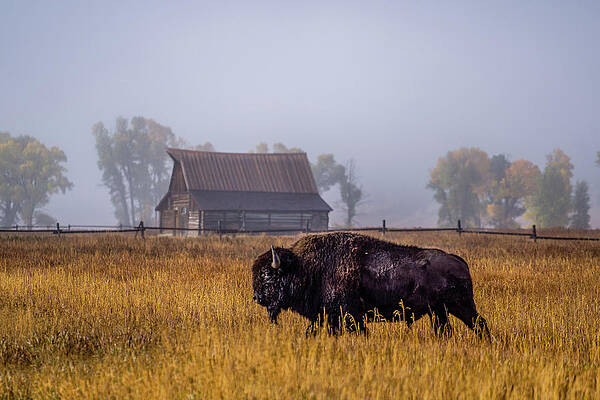 Wyoming Wall Art featuring the photograph Foggy Range by Jeff Stoddart