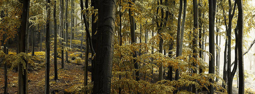 Tranquil Autumn Forest Scene Wall Art