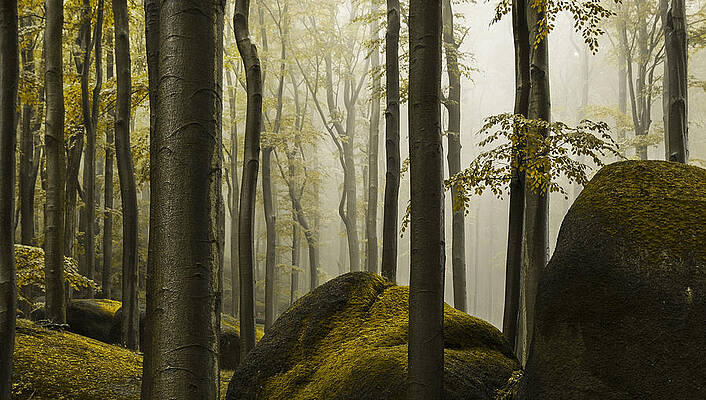 Misty Autumn Forest with Boulders Wall Art