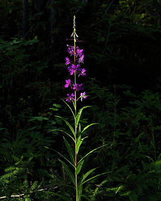 Wall Art featuring the photograph Forest Jewels by Fred Denner