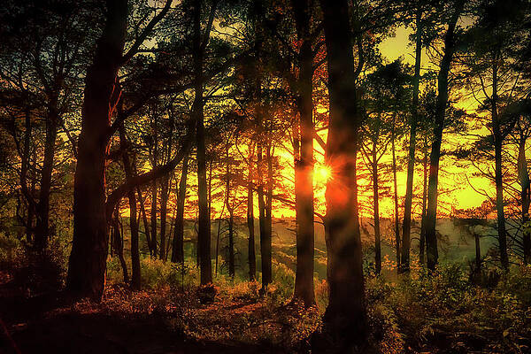 Landscape Photograph - Forest Sunset by Chris Boulton