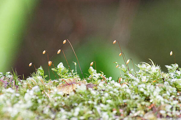 Textured Photograph - Forest Within A Forest  - Icy Strait Point, Alaska by Darin Volpe