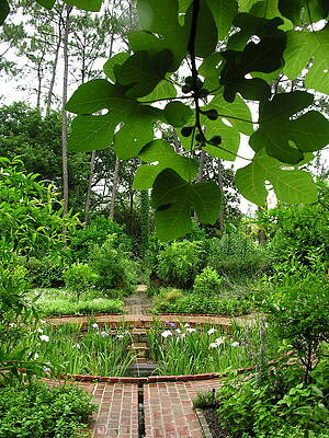 Garden Wall Art featuring the photograph Fountain And Figs by C Thomas Cooney