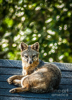 Wall Art featuring the photograph Fox On Roof by Blake Webster