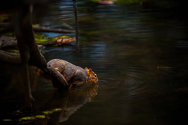 Wall Art featuring the photograph Fox Squirrel Drinking by Jeff Phillippi
