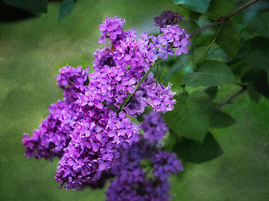 Flower Photograph - Fragrance Of Spring by Mary Jo Allen