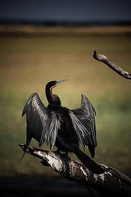 Wildlife Wall Art featuring the photograph Freedom In Nature by Robert Grac