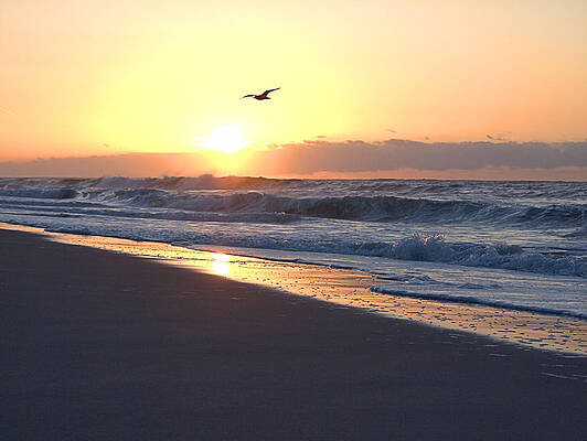 Seagull Photograph - Freedom by Robert Newman