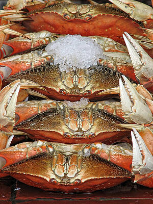 America Photograph - Fresh Crabs - San Francisco California by Darin Volpe