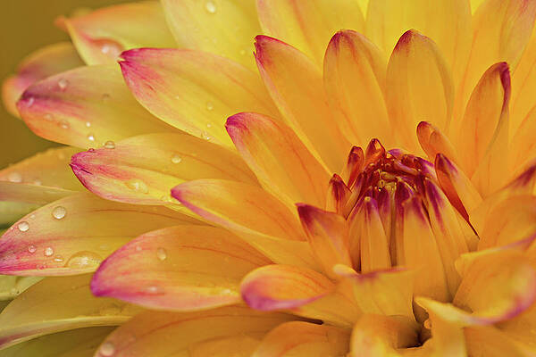 Bloom Wall Art featuring the photograph Fresh Dahlia by Mary Jo Allen