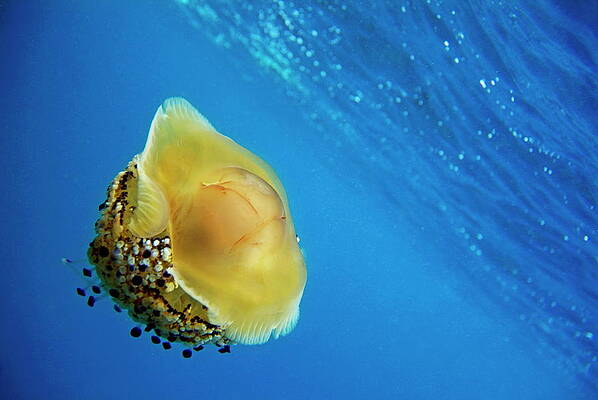 Animal Wall Art featuring the photograph Fried Egg Jellyfish by Sami Sarkis Photography