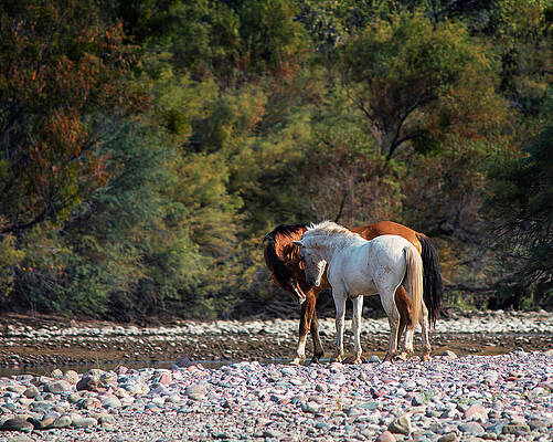 Nature Photograph - Friendship by American Landscapes