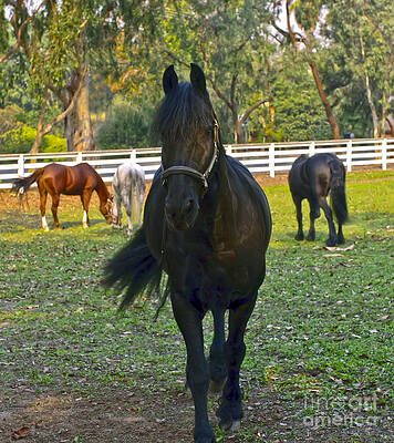 Horse Photograph - Friesian Horses In A Pasture by Waterdancer